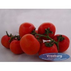 Tomaten tros hollands 3 stuks